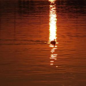 伊朗多毛妓女毛茸茸的
